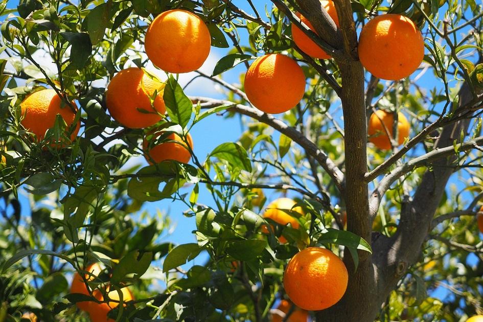 Árbol de naranjas con frutos Árbol de naranjas con frutos