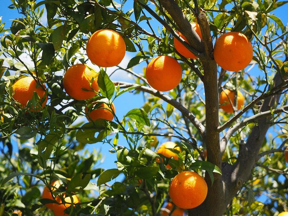 Precios de selección de frutas y verduras de estación del 18 al 31 de marzo 2025 Naranjo con naranjas