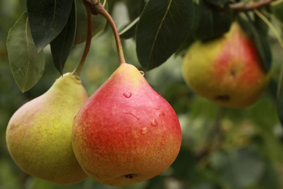 Precios de selección de frutas y verduras de estación del 22de marzo al 4 de abril Peras