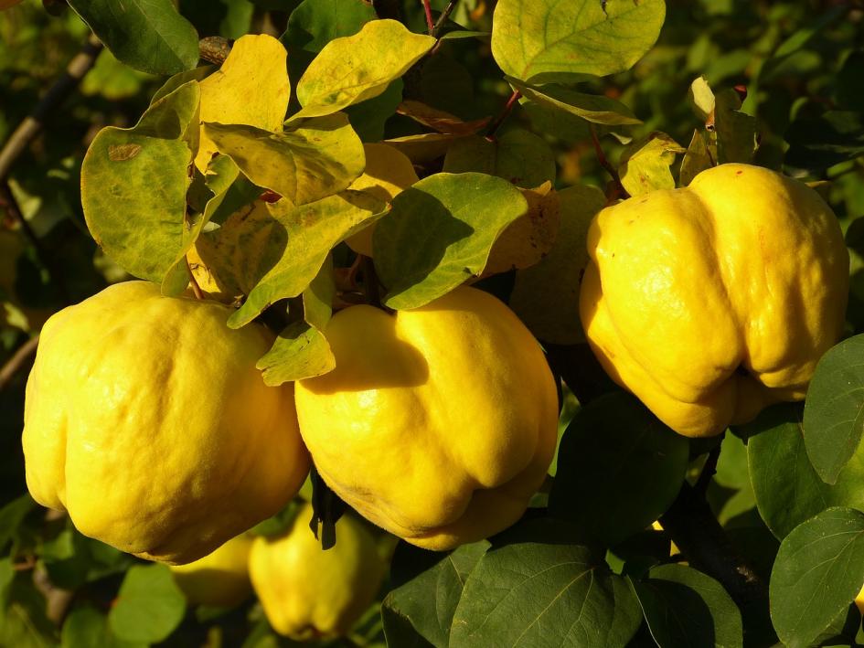 Precios de selección de frutas y verduras de estación del 4 al 17 de abril de 2023 Membrillos