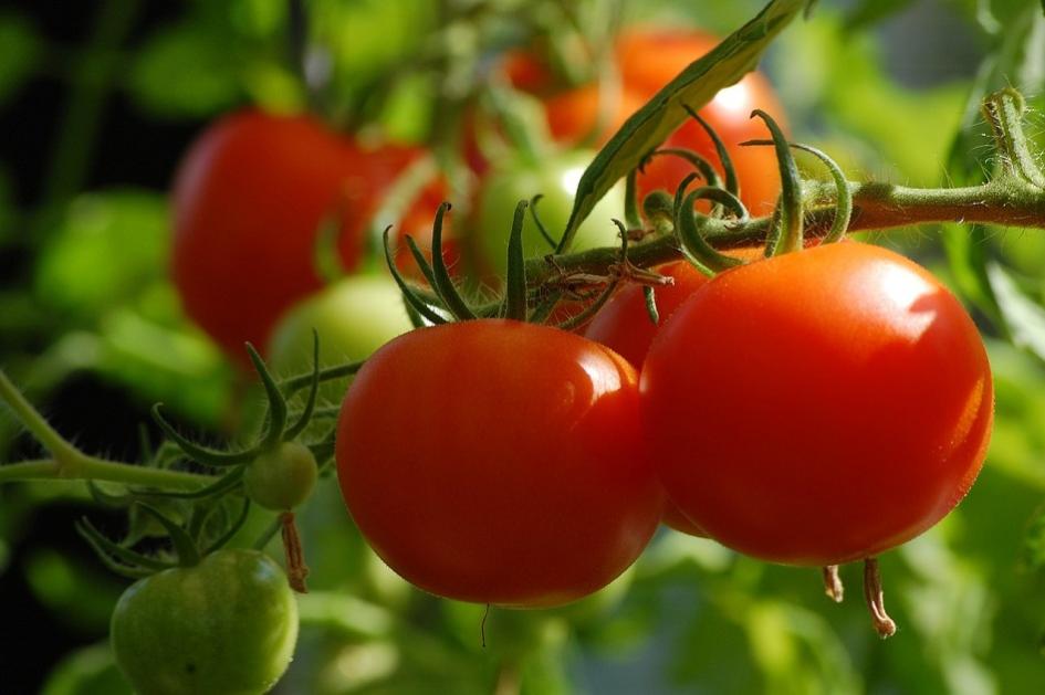 Precios de selección de frutas y verduras de estación del 7 al 20 de enero 2025 Planta de tomates con frutos