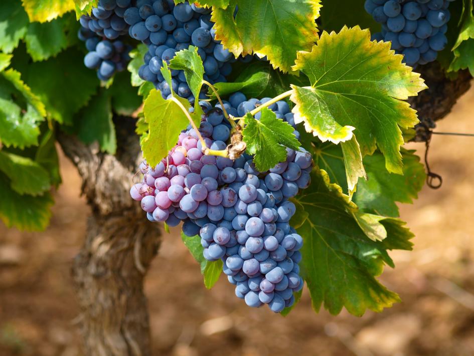 Precios de selección de frutas y verduras de estación del 7 al 20 de marzo 2023. Uvas