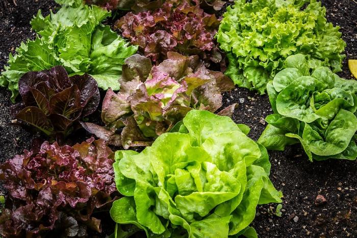 Precios de selección de frutas y verduras de estación del 18 de abril al 1º de mayo de 2023 Lechugas