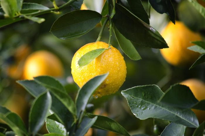 árbol de limones