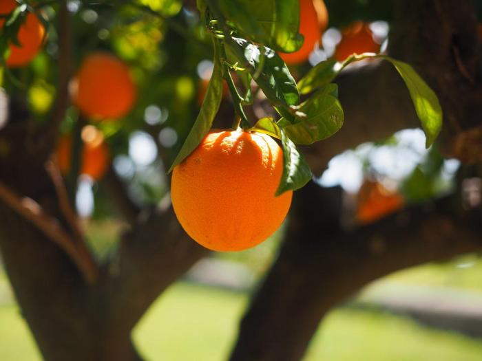 Naranjas