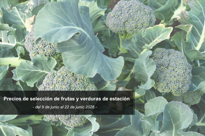Brócolis Brócolis