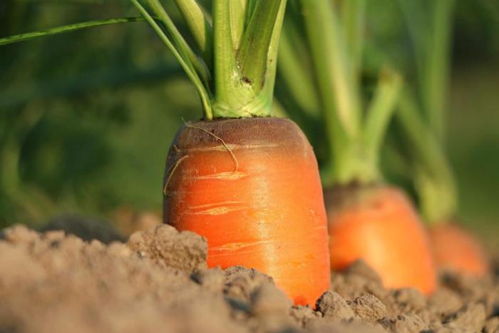 Zanahorias