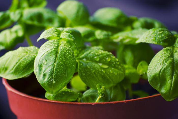 Precios de selección de frutas y verduras de estación del 21 de marzo al 3 de abril de 2023 Albahaca