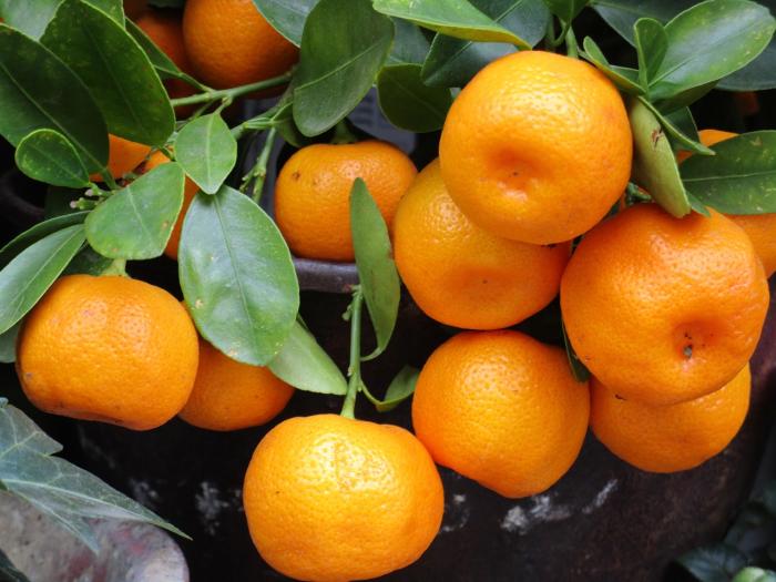 Mandarinas