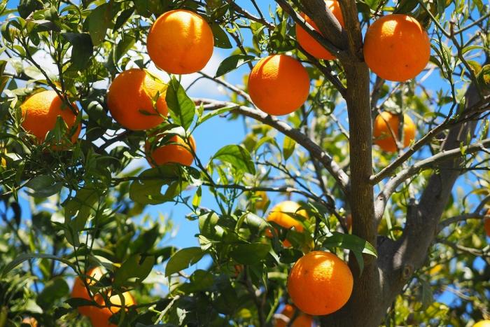 Árbol de naranjas con frutos
