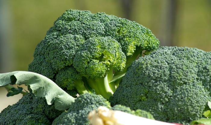 Brócoli