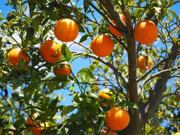 Naranjo con naranjas