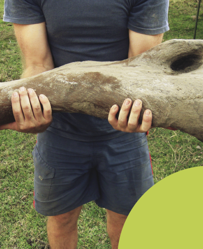 Megafauna 3D