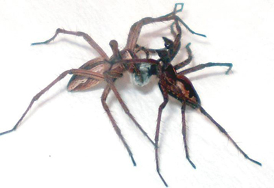 araña