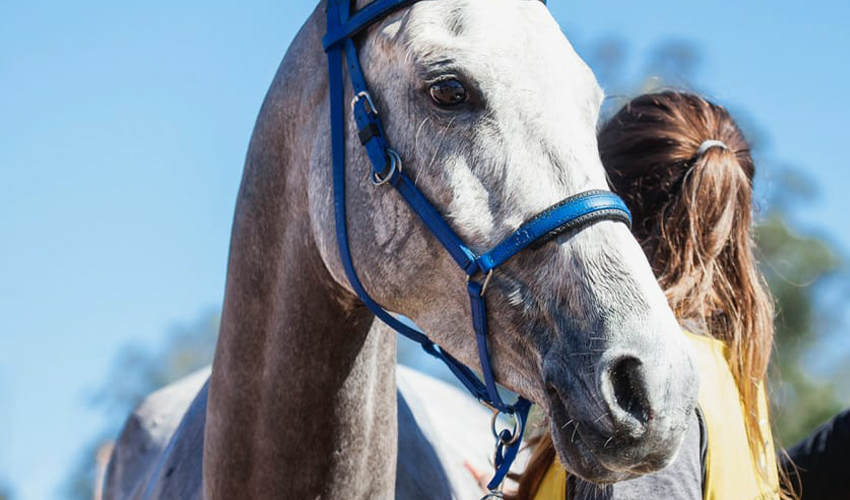 Caballo y una mujer