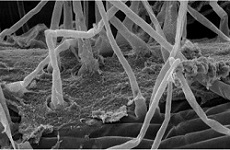 Kosakonia radicincitans UYSO10 colonizando la superficie de raíces de plantas de caña de azúcar