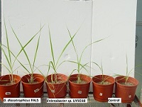  Vista de un ensayo de respuesta de plantas de caña de azúcar a la inoculación con bacterias promotoras del crecimiento vegetal