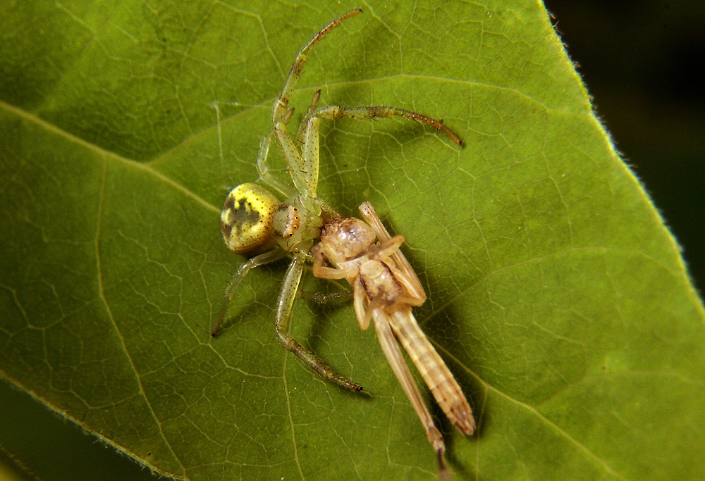 Araña cangrejo