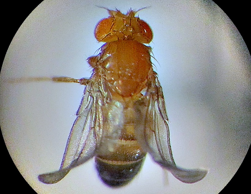 Drosophilas Microscopio