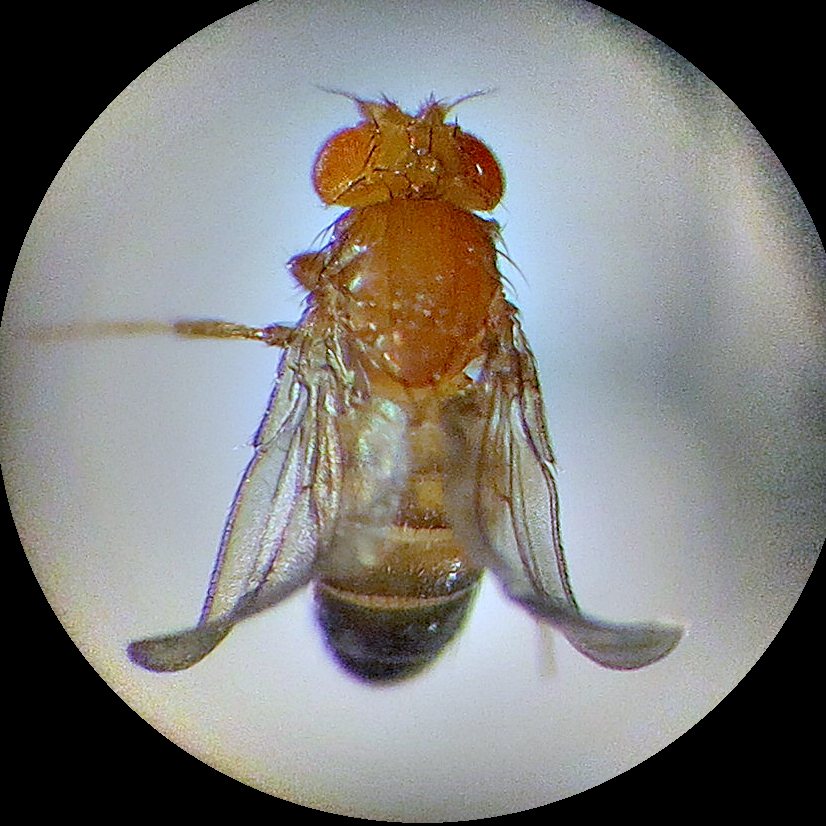 Drosophilas-Microscopio