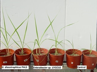 Vista de un ensayo de respuesta de plantas de caña de azúcar a la inoculación con bacterias promotoras del crecimiento vegetal.