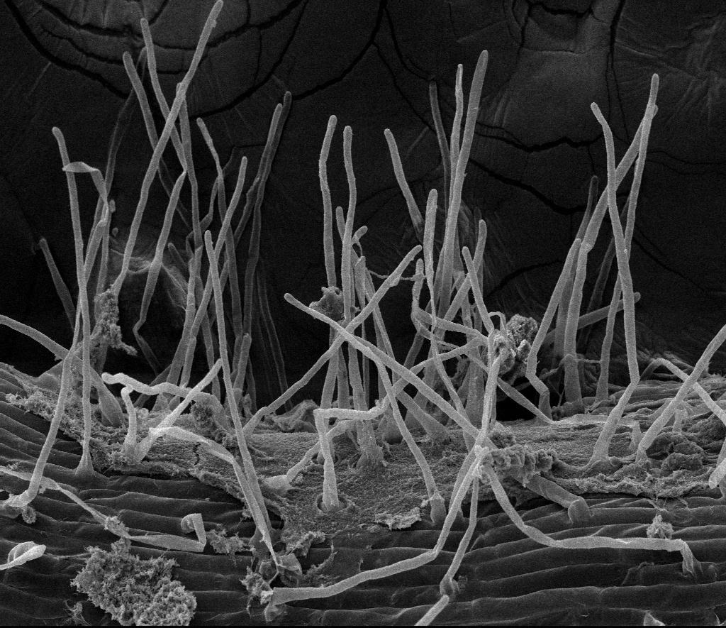 La cepa bacteriana endófita Neorhizobium sp UYSO24 colonizando la superficie de una raíz de caña de azúcar mediante la formación de una biopelícula