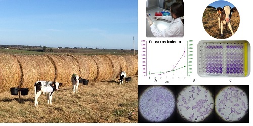 Hay varias fotos: a) Terneros criados a estaca. b) Microbióloga cultivando Escherichia coli en cámara de flujo laminar. c) Ternero de tambo criado en estaca. d) Curva de crecimiento bacteriana (2 cepas de Escherichia coli) e) Placa de microtitulación. f) Pocillos teñidos con cristal violeta. Formación de biofilms bacterianos in vitro. Monocapa de células eucariotas VERO control (A) y monocapas destruidas por efecto citotóxico de Escherichia coli (B y C).