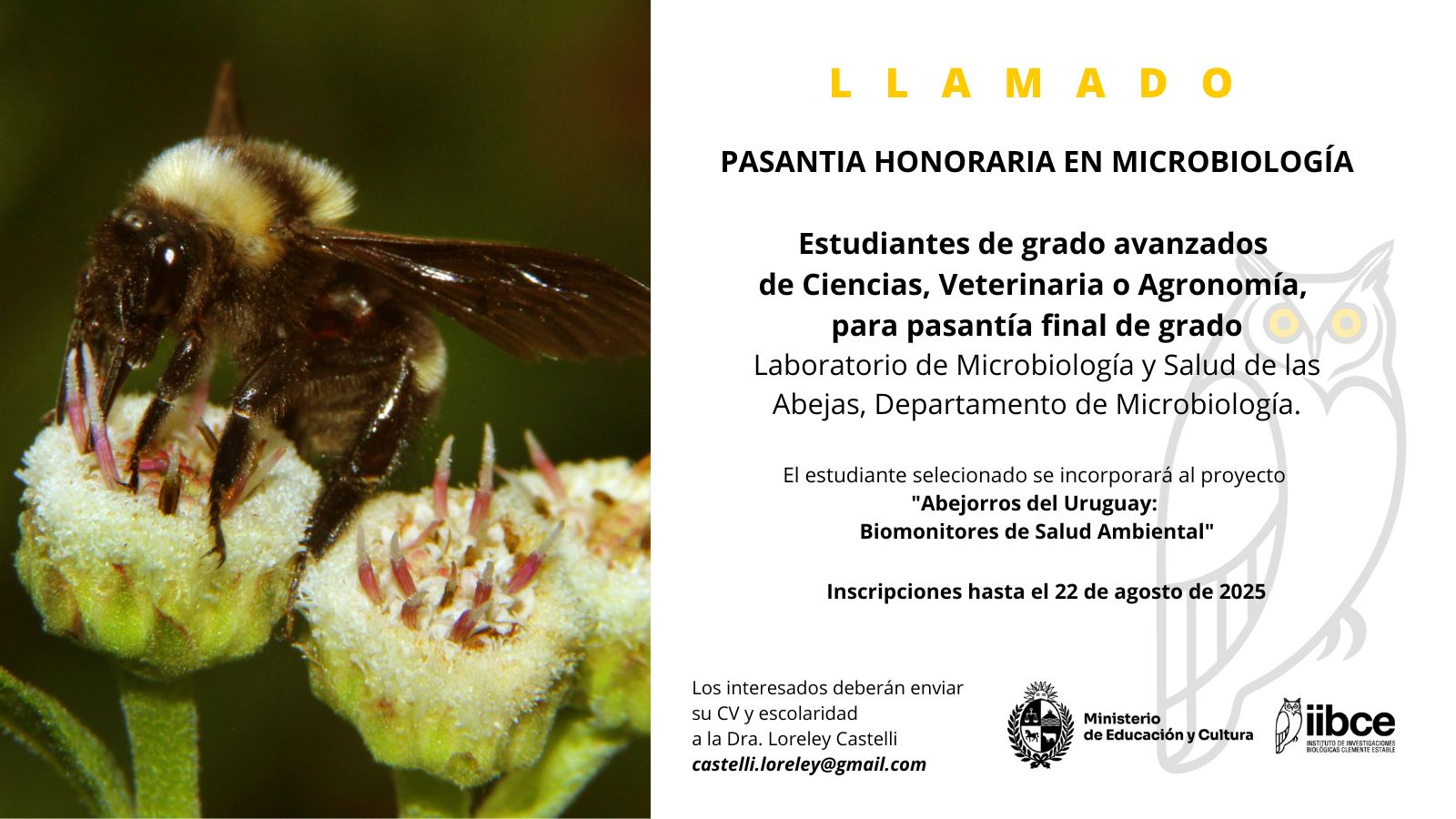 llamado a pasantías de grado en el Laboratorio de Microbiología y Salud