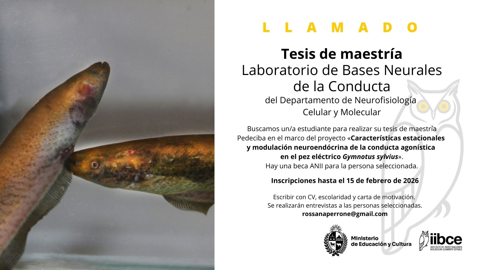 Llamado para tesis de maestría Pedeciba