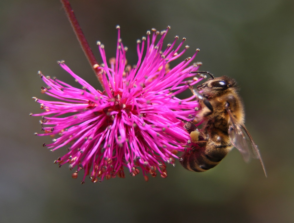 Apis melífera en flor.