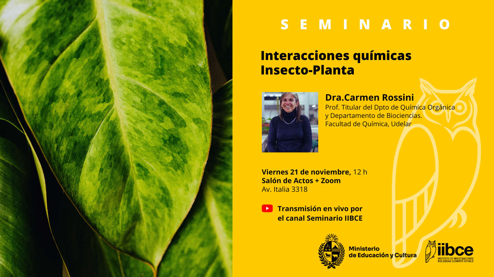 gráfico promocional