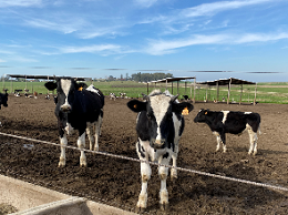 Vacas