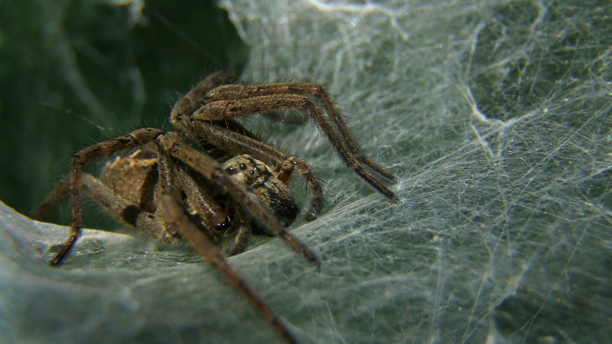 Araña embudo