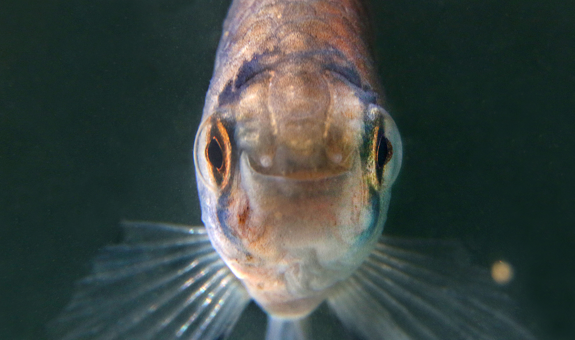 Austrolebias charrua vista de frente