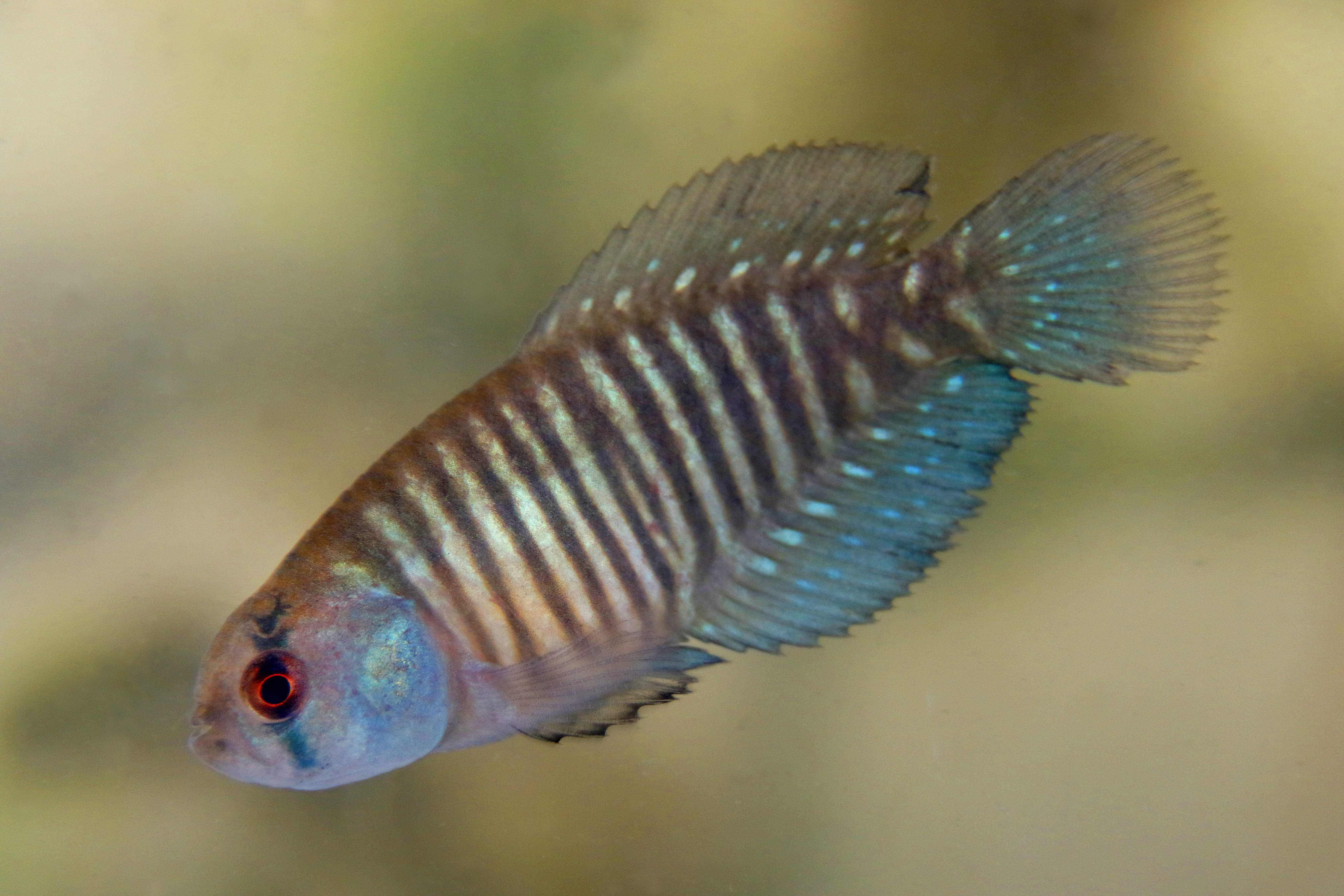 Garcialebias charrua