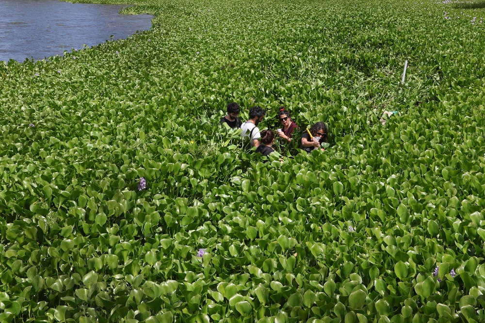 Laguna de los Cisnes, Maldonado