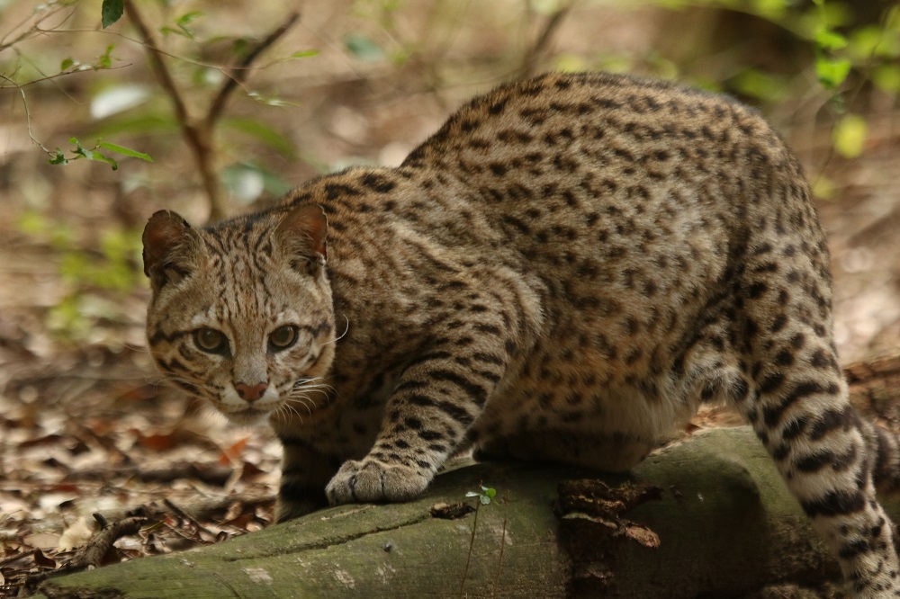 Gato montés