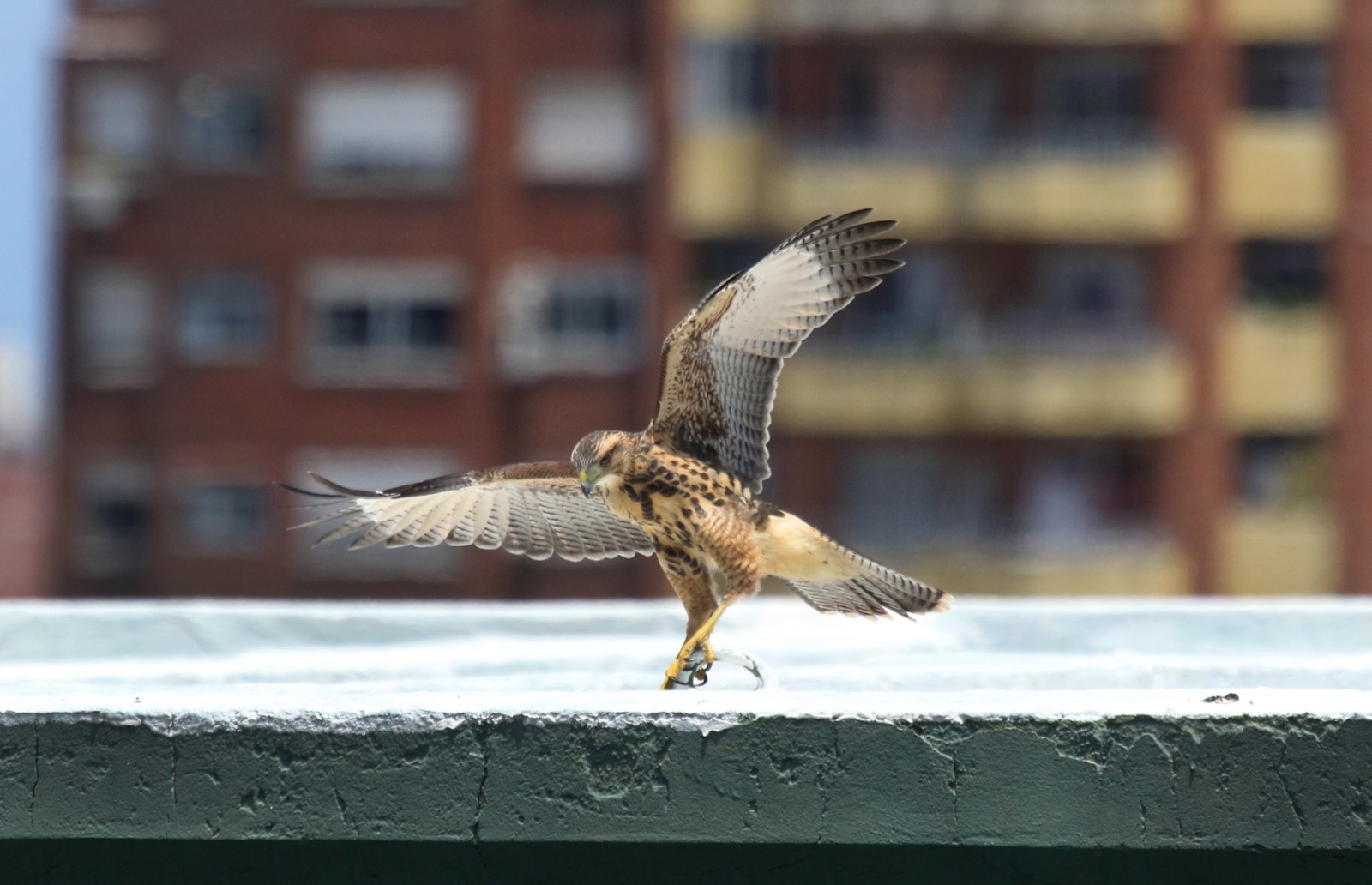 Ejemplar juvenil de gavilán mixto