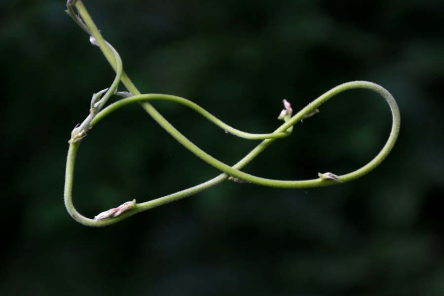 Tallo de glicina en forma de infinito