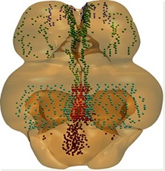 Zonas proliferativas 3D