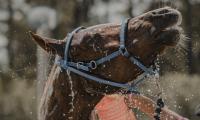 Caballo mojándose