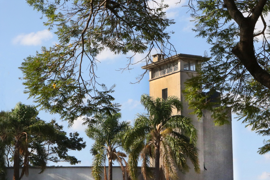 El mirador del Instituto Clemente Estable entre ramas de ibirapitá