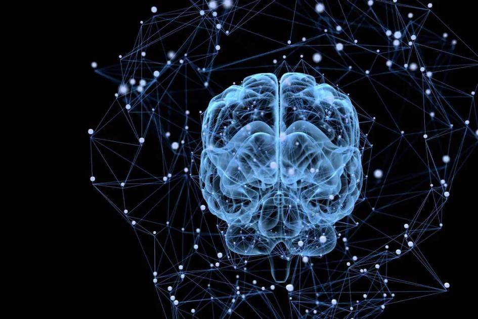 Cerebro humano