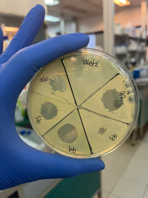 Sensibilidad al antibiótico colistina en aislamientos de enterobacterias del suelo Sensibilidad al antibiótico colistina en aislamientos de enterobacterias del suelo