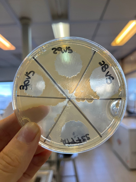 Sensibilidad al antibiótico colistina en aislamientos de enterobacterias del suelo Sensibilidad al antibiótico colistina en aislamientos de enterobacterias del suelo