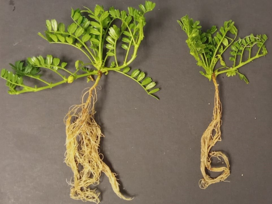 Plantas no inoculadas suplementadas con nitrógeno (izq.) y sin nitrógeno (der.). Plantas no inoculadas suplementadas con nitrógeno (izq.) y sin nitrógeno (der.).