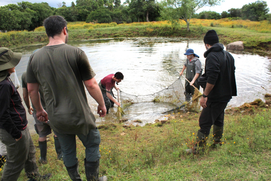 Equipo pasando la red en un tajamar para muestreo de renacuajos.