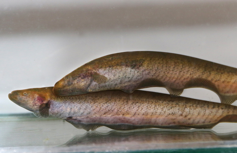 Agresión entre peces eléctricos Gymnotus omarorum Agresión entre peces eléctricos Gymnotus omarorum