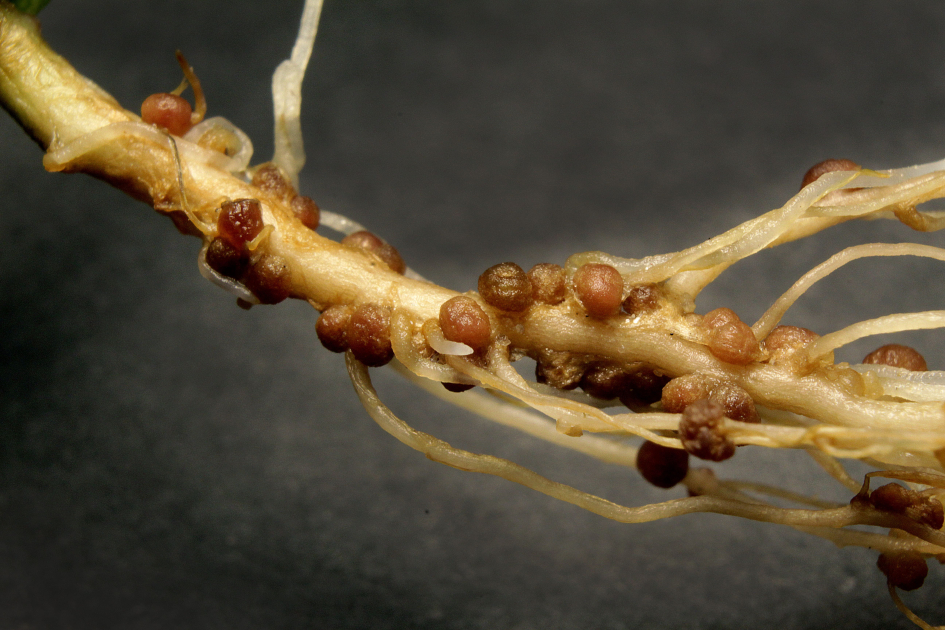 Planta inoculada con la cepa Rhizobium sp. CM3. Planta inoculada con la cepa Rhizobium sp. CM3.