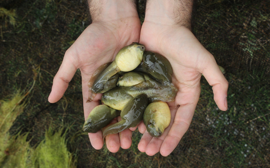 Renacuajos de rana toro
